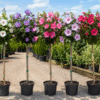 Hibiskus, ketmia syryjska na pniu, różne kolory 130-150cm, pień 90cm