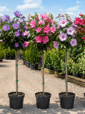 Hibiskus, ketmia syryjska na pniu, różne kolory 130-150cm, pień 90cm