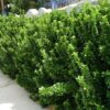Trzmielina japońska 'Microphyllus',zimozielona,niski żywopłot, donica c5