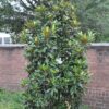 Magnolia 'Alta' Magnolia wielkokwiatowa 'Alta',zimozielona,kolumnowa, kwitnąca latem c5