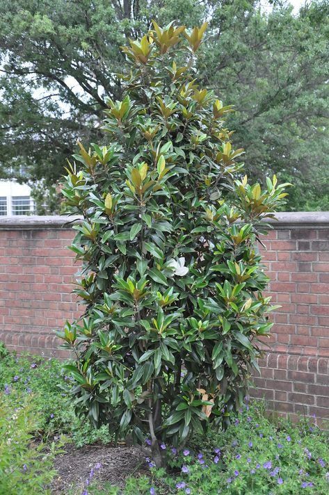 Magnolia 'Alta' Magnolia wielkokwiatowa 'Alta',zimozielona,kolumnowa, kwitnąca latem c5