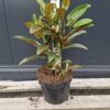 alta Magnolia wielkokwiatowa 'Alta',zimozielona,kolumnowa, kwitnąca latem c5
