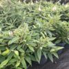 Budleja Dawida TINY BUDDY WHITE 'Dapcomwhi', karłowata, kompaktowa c5