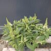Budleja Dawida TINY BUDDY WHITE 'Dapcomwhi', karłowata, kompaktowa c5