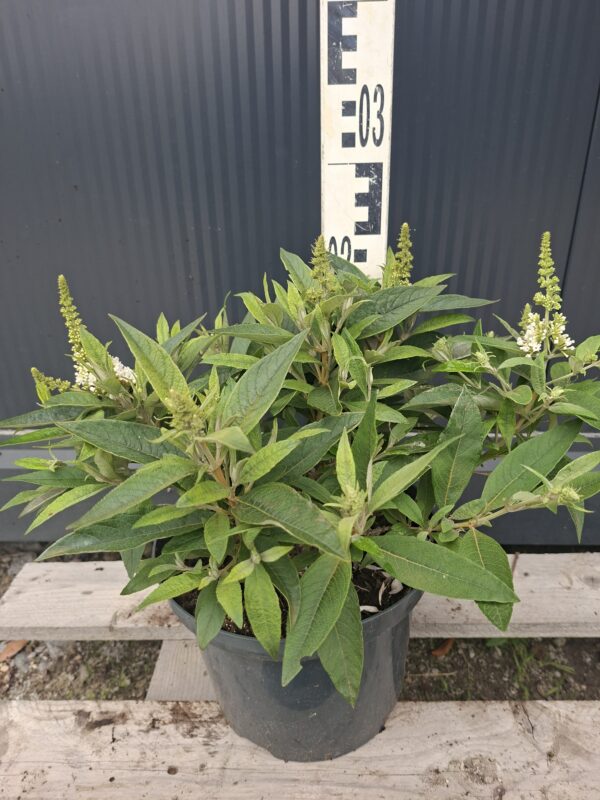 Budleja Dawida TINY BUDDY WHITE 'Dapcomwhi', karłowata, kompaktowa c5