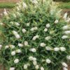 Budleja Dawida TINY BUDDY WHITE 'Dapcomwhi', karłowata, kompaktowa c5