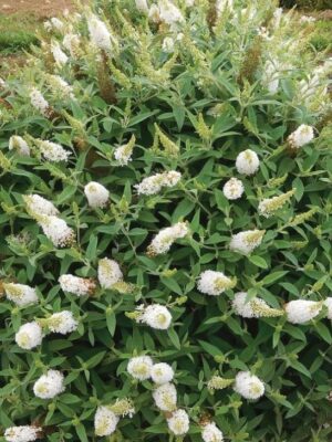 Budleja Dawida TINY BUDDY WHITE 'Dapcomwhi', karłowata, kompaktowa c5
