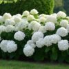 Hortensja krzewiasta 'Annabelle', biała, duża sadzonka c7.5