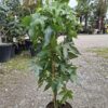 ambrowiec amerykański sadzonka'Slender Silhouette',kolumnowe drzewo,soliter,ogród c5 80-90cm