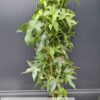ambrowiec amerykański sadzonka'Slender Silhouette',kolumnowe drzewo,soliter,ogród c5 80-90cm