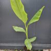 Bananowiec Velutina, kwitnący egzotyk, owoce c2 80-110cm