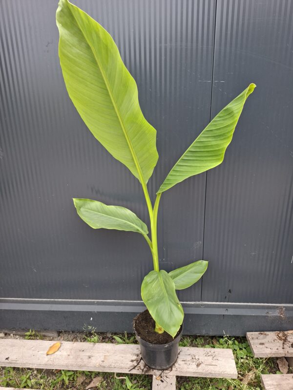Bananowiec Velutina, kwitnący egzotyk, owoce c2 80-110cm