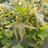 Ambrowiec amerykański 'Aurea Variegata',nakrapiane liście,soliter, ogród c5 40-50cm
