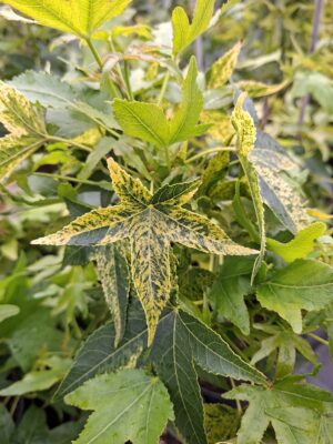 Ambrowiec amerykański 'Aurea Variegata',nakrapiane liście,soliter, ogród c5 40-50cm