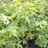 Ambrowiec amerykański 'Aurea Variegata',nakrapiane liście,soliter, ogród c5 40-50cm