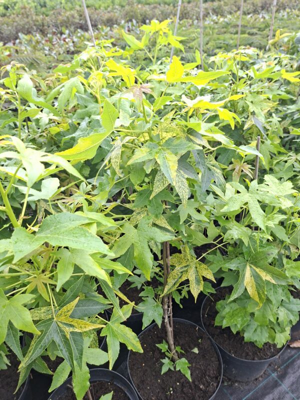 Ambrowiec amerykański 'Aurea Variegata',nakrapiane liście,soliter, ogród c5 40-50cm