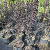 20260805_161550 Lagerstroemia indyjska 'Black Diamond Best Red' bez południa 90-110cm