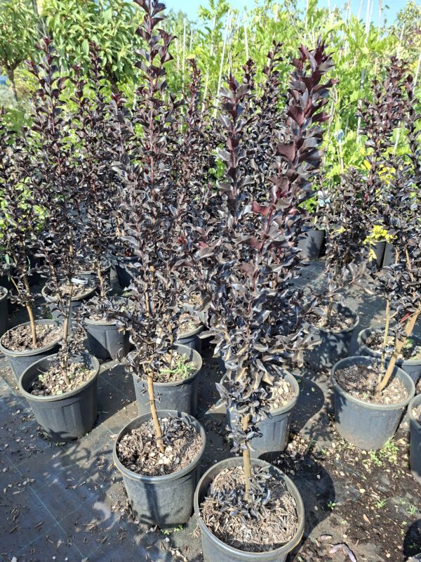 20260805_161550 Lagerstroemia indyjska 'Black Diamond Best Red' bez południa 90-110cm