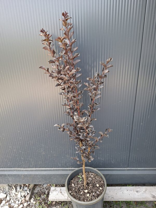 20260805_161646 Lagerstroemia indyjska 'Black Diamond Best Red' bez południa 90-110cm