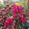 20260820_132239 Lagerstroemia indyjska– ciemnoróżowe kwiaty, długo kwitnie, bez południa c5