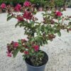 20260820_132302 Lagerstroemia indyjska– ciemnoróżowe kwiaty, długo kwitnie, bez południa c5