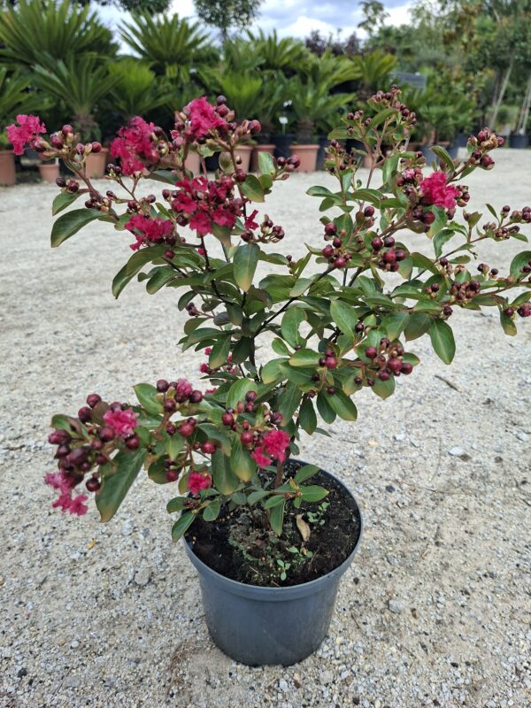 20260820_132302 Lagerstroemia indyjska– ciemnoróżowe kwiaty, długo kwitnie, bez południa c5
