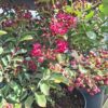 20260820_142103 Lagerstroemia indyjska– ciemnoróżowe kwiaty, długo kwitnie, bez południa c5