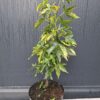 Ambrowiec amerykański 'Aurea Variegata',nakrapiane liście,soliter, ogród c5 40-50cm