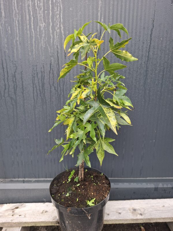 Ambrowiec amerykański 'Aurea Variegata',nakrapiane liście,soliter, ogród c5 40-50cm