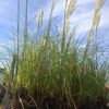 20260916_100403 Trawa pampasowa, Cortaderia, białe pióropusze, sadzonka xxl c12 z pąkiem kwiatowym