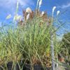 20260916_100412 Trawa pampasowa, Cortaderia, białe pióropusze, sadzonka xxl c12 z pąkiem kwiatowym