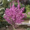 Chinesischer Judasbaum - Cercis chinensis 'Avondale' - rosa Judaszowiec chiński 'Avondale'kwitnąca kora,różowe kwiaty, małe drzewko c20