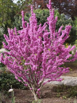 Chinesischer Judasbaum - Cercis chinensis 'Avondale' - rosa Judaszowiec chiński 'Avondale'kwitnąca kora,różowe kwiaty, małe drzewko c20