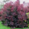 Cotinus coggygria royal purple Perukowiec podolski Royal Purple PUSZYSTE PERUKI bordowe liście, c5