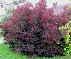Cotinus coggygria royal purple Perukowiec podolski Royal Purple PUSZYSTE PERUKI bordowe liście, c5