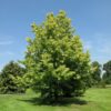 Ambrowiec amerykański 'Aurea Variegata',nakrapiane liście,soliter, ogród c5 40-50cm