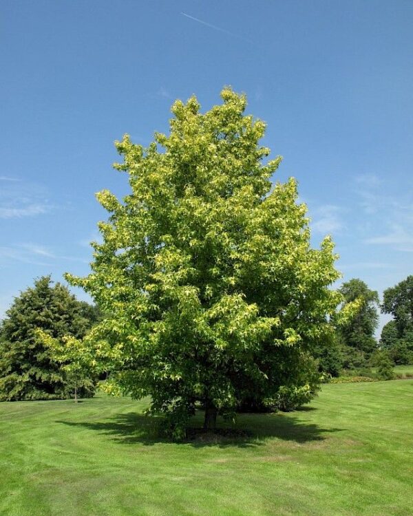 Ambrowiec amerykański 'Aurea Variegata',nakrapiane liście,soliter, ogród c5 40-50cm