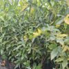 Ambrowiec amerykański 'Aurea Variegata',nakrapiane liście,soliter, ogród c5 40-50cm