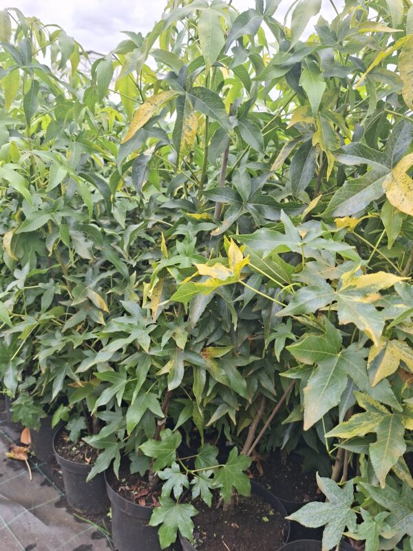 Ambrowiec amerykański 'Aurea Variegata',nakrapiane liście,soliter, ogród c5 40-50cm