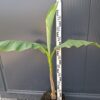 Bananowiec Musa Basjoo, egzotyk, donica, ogród, szybkorosnący, duża sadzonka c12