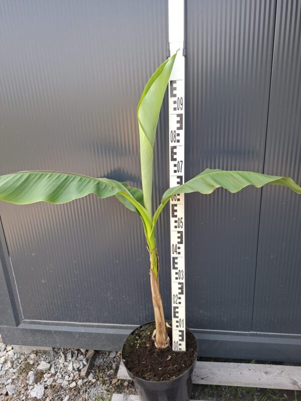 Bananowiec Musa Basjoo, egzotyk, donica, ogród, szybkorosnący, duża sadzonka c12