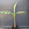 Bananowiec Musa Basjoo, egzotyk, donica, ogród, szybkorosnący, duża sadzonka c12