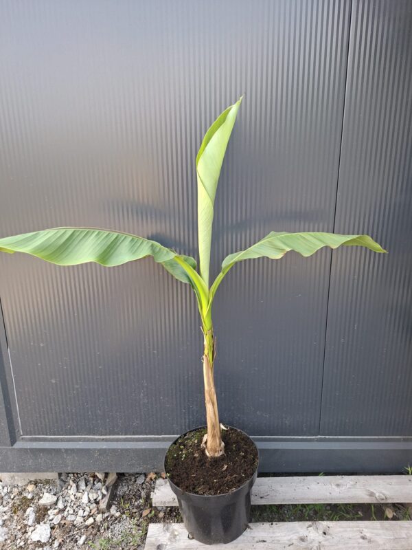 Bananowiec Musa Basjoo, egzotyk, donica, ogród, szybkorosnący, duża sadzonka c12