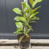 below Magnolia grandiflora '24 Below',zimozielona,mrozoodporna,wielkokwiatowa c5