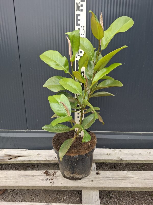 below Magnolia grandiflora '24 Below',zimozielona,mrozoodporna,wielkokwiatowa c5