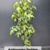 golden ambrowiec amerykański 'Golden Sun'sadzonka jesienne barwy,mały ogród,c5 120-130cm