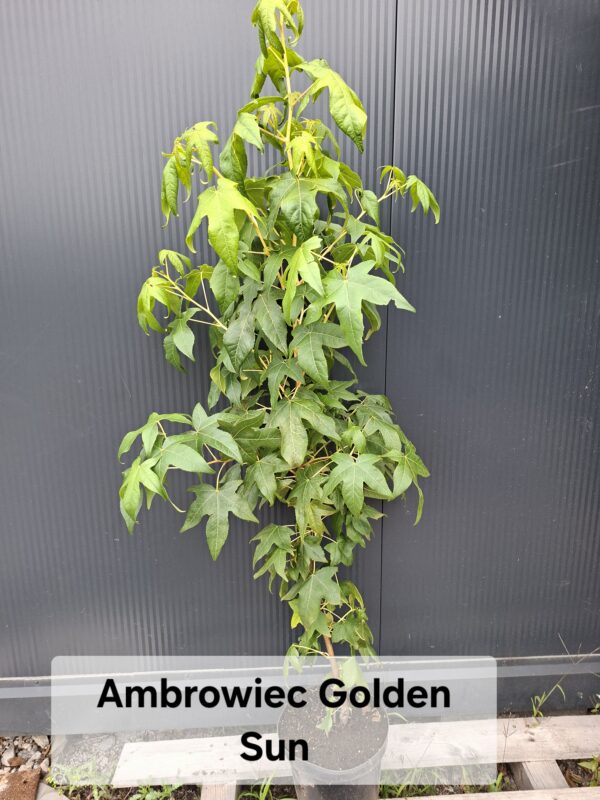 golden ambrowiec amerykański 'Golden Sun'sadzonka jesienne barwy,mały ogród,c5 120-130cm