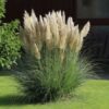 pampas2 Trawa pampasowa, Cortaderia, białe pióropusze, sadzonka xxl c12 z pąkiem kwiatowym