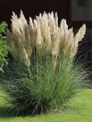 pampas2 Trawa pampasowa, Cortaderia, białe pióropusze, sadzonka xxl c12 z pąkiem kwiatowym