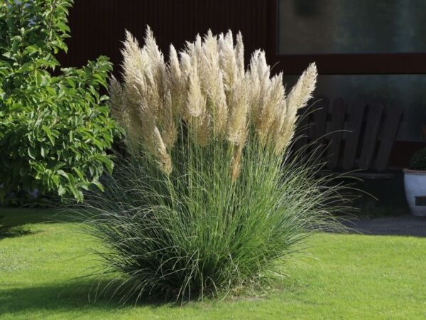 pampas2 Trawa pampasowa, Cortaderia, białe pióropusze, sadzonka xxl c12 z pąkiem kwiatowym